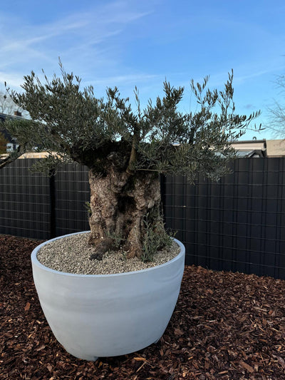 XXL Olivenbaum Olea Europaea - Nr.11