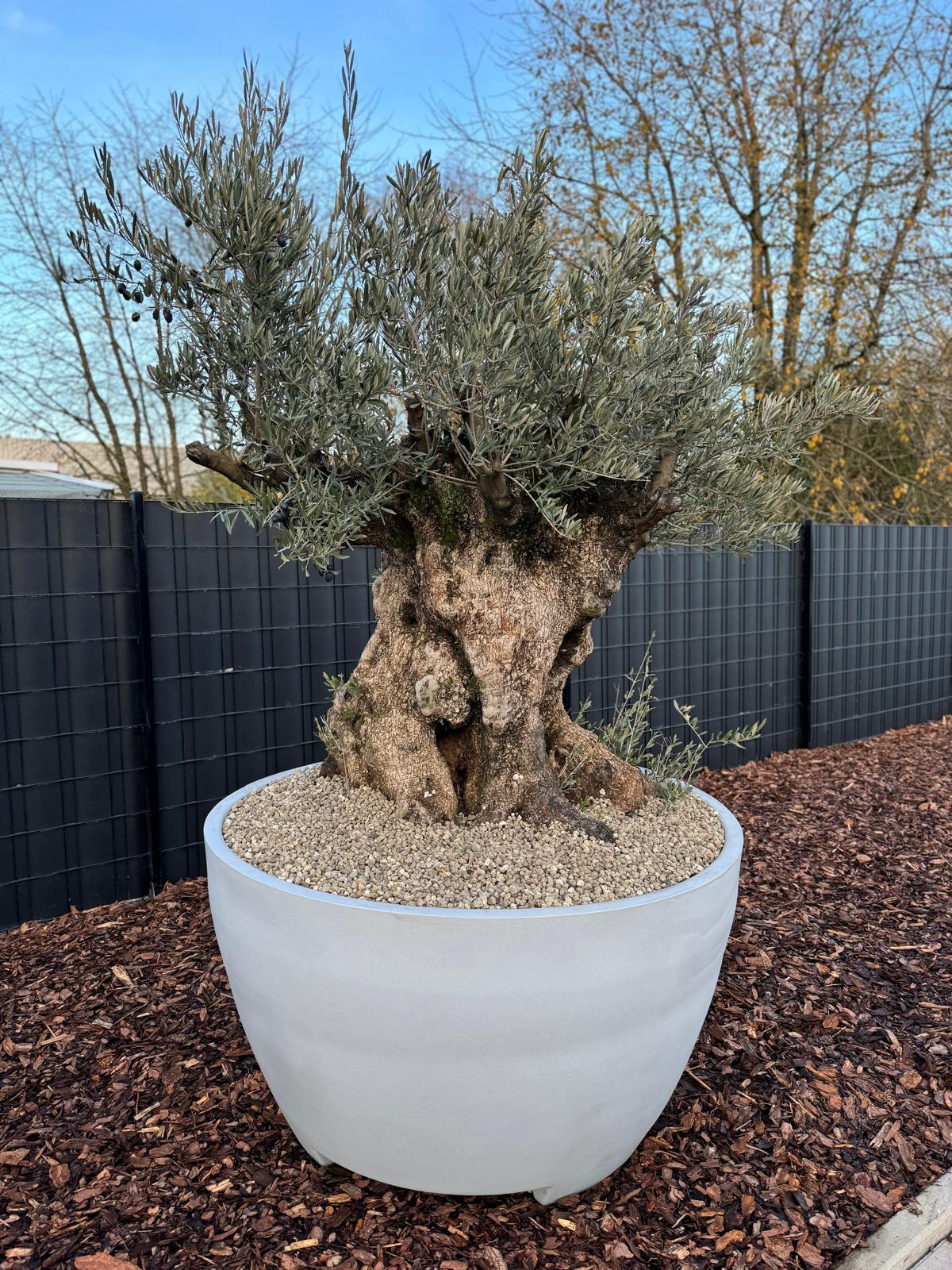 XXL Olivenbaum Olea Europaea - Nr.11