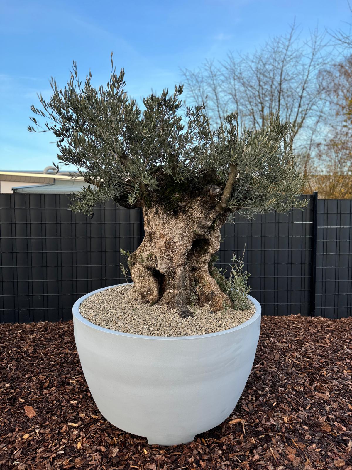 XXL Olivenbaum Olea Europaea - Nr.11