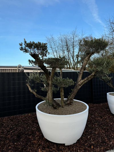 XXL Olivenbaum Olea Europaea - Nr.14