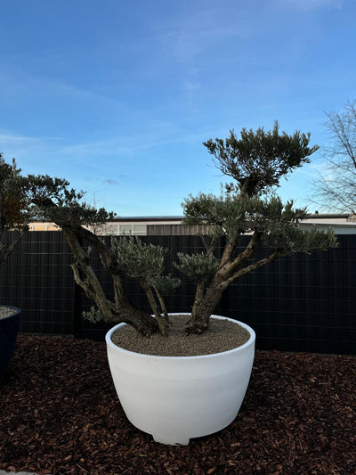 XXL Olivenbaum Olea Europaea - Nr.14