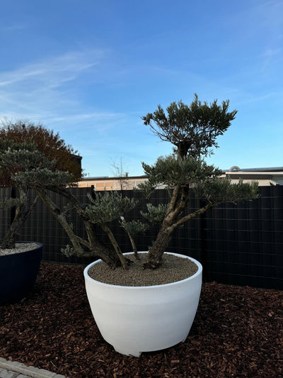 XXL Olivenbaum Olea Europaea - Nr.14